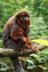 Portrait of an adult Coppery titi (Callicebus cupreus) on a tree