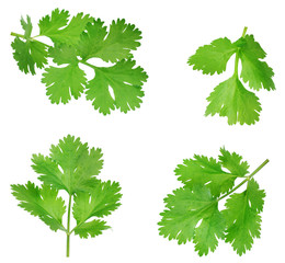 Parsley isolated on white background. Collection