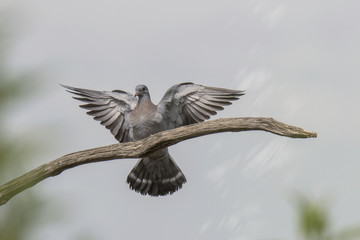 Hohltaube (Columba oenas) im Landeanflug