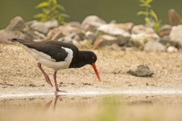 Austernfischer (Haematopus ostralegus)