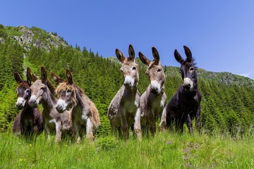 Sechs neugierige lustige Esel, die in den Bergen in die gleiche Richtung schauen