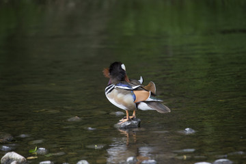 Mandarin Duck (Aix galericulata)