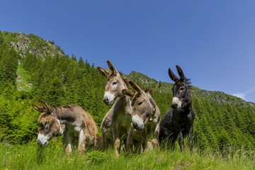 Four curious funny donkeys in Carpathian mountains