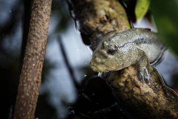 Mudskipper , Amphibious fish
