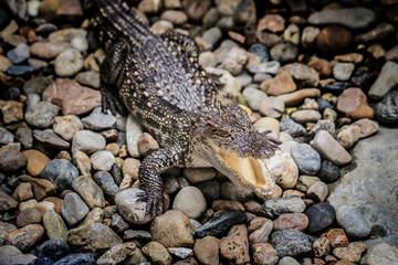 Small Crocodile With Mouth Open