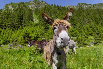 Printed roller blinds Donkey Funny donkey portrait with mountain landscape in background