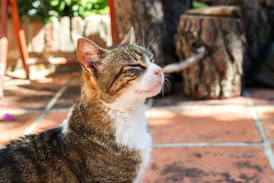 Meditating cat - Powered by Adobe