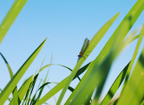 Dragonfly on a green grass against the blue sky