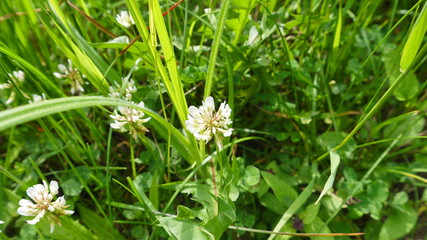 White clover
