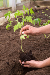Hands holding beautiful tomato plant with ground and roots. It is ready for planting.