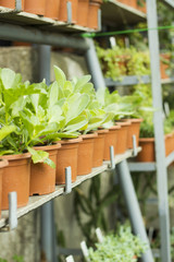 Market for sale plants and flowers. Many plants in pots