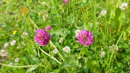 Two red clover flowers