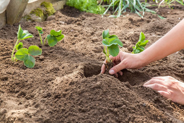 Hands holding beautiful strawberry plant with ground and roots. It is ready for planting.