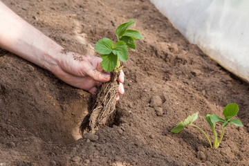 Hands holding beautiful strawberry plant with ground and long roots. It is ready for planting.