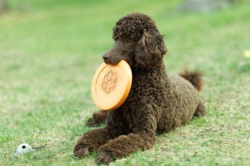 Poodle portrait in the summer with bright green background. Brown standard poodle laying on the grass with smart look in its eyes.