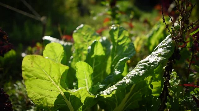 Cotes de blettes dans jardin bio