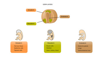 embryo, the development of internal organs - obrazy, fototapety, plakaty