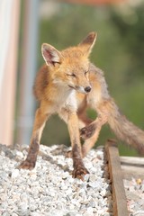 Renard, renardeau, ville