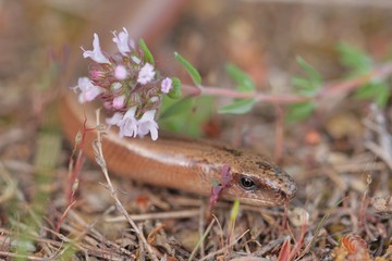 Serpent, fleurs