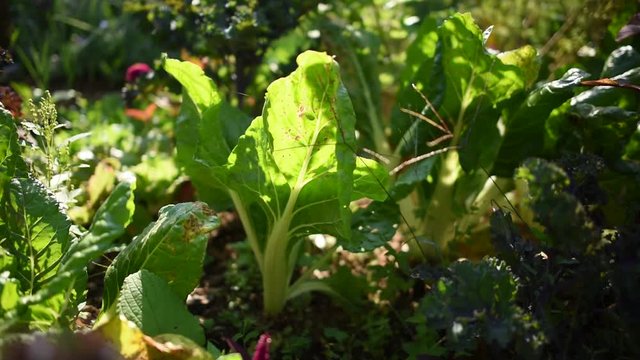 Cotes de blettes dans jardin bio
