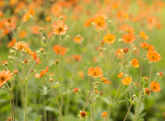 Fototapeta premium Sea of Orange. A delicate little orange flower that creates an overwheming sense of summer when grown in a patch. An image to be used in the background.