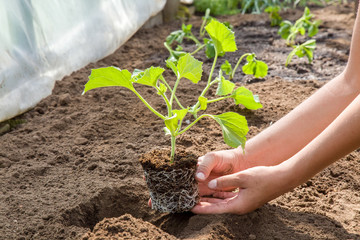 Hands holding beautiful melon plant with ground and roots. It is ready for planting.