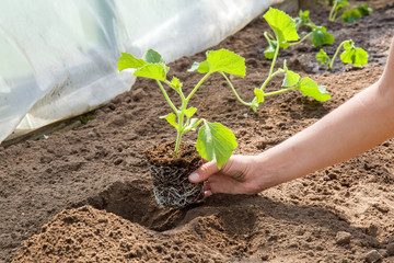 Hands holding beautiful melon plant with ground and roots. It is ready for planting.