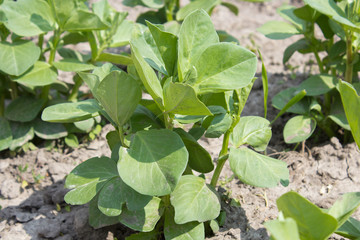 Young pea plant