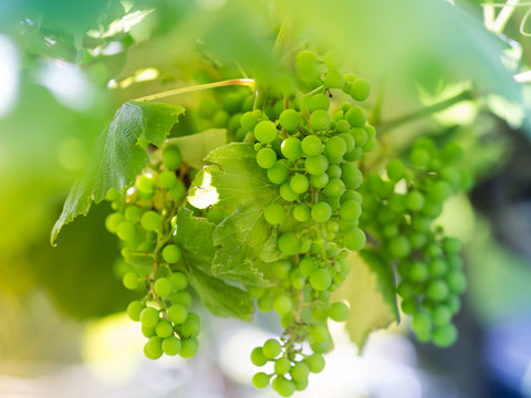 Unripe white grapes in a vineyard