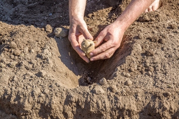 Hand planting potato tuber into the ground.