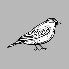 bird on a gray background vector