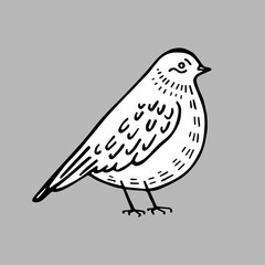 white bird on a black background vector
