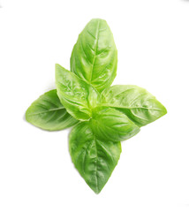 Fresh basil leaves on white background