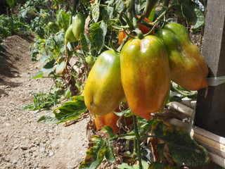 pomodori da raccogliere