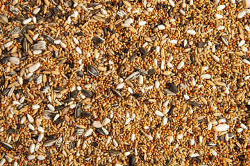 Bird food, scattered birdseed.