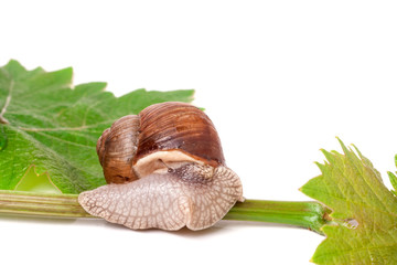snail crawling on the vine with leaf white background