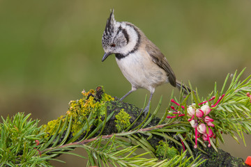 Little bird