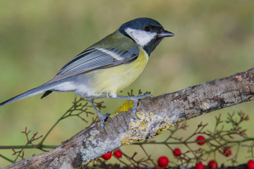 Bird in trunk