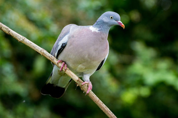 Pigeon on Branch