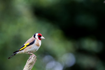 Goldfinch on Perch