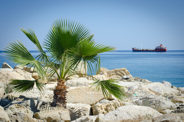 одинокая пальма на морском побережье