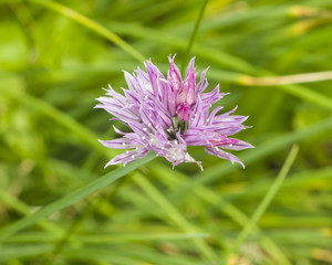 Purple chives blossom at flowerbed macro, selective focus, shallow DOF