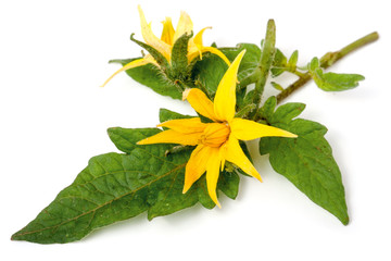 flower and leaf of tomato isolated on white background