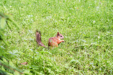 Squirrel among green grass in the forest