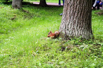 Squirrel among green grass in the forest