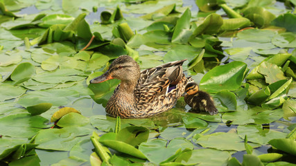 Duck with  duckling at the pond 