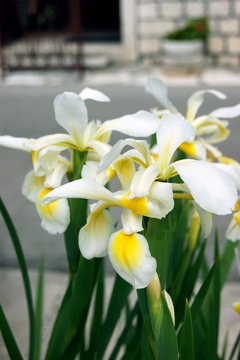 Light the opened iris flowers
