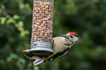 Greater Spotted Woodpecker