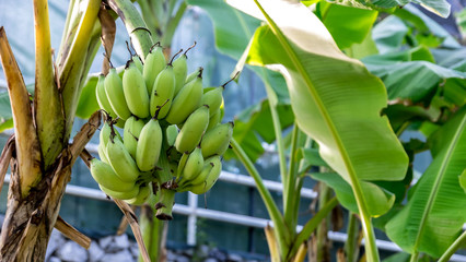 Obraz premium Banana tree