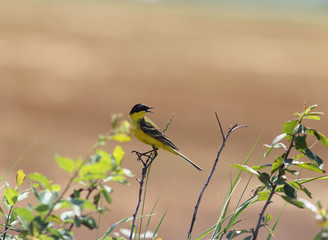 Bending the neck. Yellow Wagtail or Pliska.